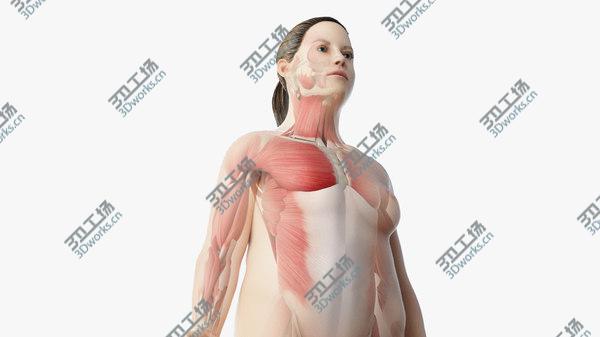 images/goods_img/20210312/Obese Female Skin, Skeleton And Muscles model/1.jpg
